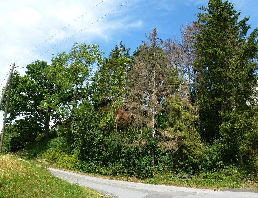 Menden-Asbeck: Grundstück mit Erholungsfaktor – Baugenehmigung inklusive!, 58708 Menden (Sauerland)