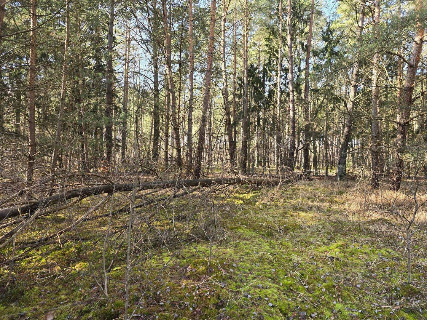 Grundstück in Löwenberger Land OT Grieben, 16775 Löwenberger Land